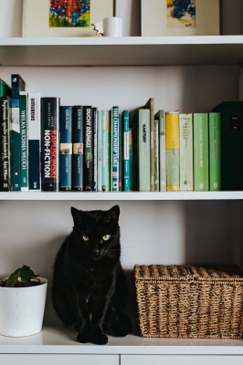 kaboompics_Black cat by a wicker basket on a white bookcase shelf