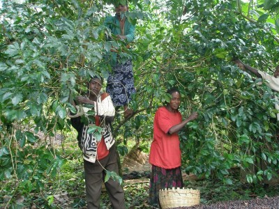 coffee_farm_ethiopia