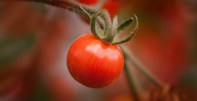 tomato-1052959_640