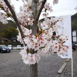 イロハーブの桜