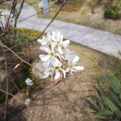 イロハーブに咲くジューンベリー