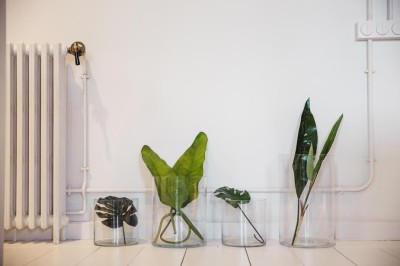 different-plant-leaves-sit-in-glass-jars